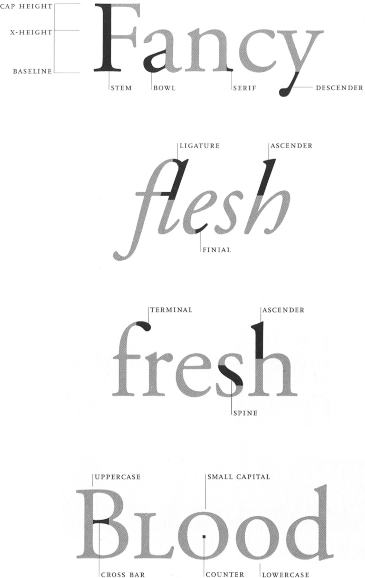 Anatomy of a typeface, from Ellen Lupton’s Thinking with Type.